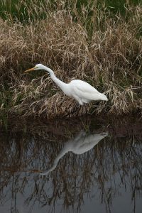 Egret - Malheur NWR, Eastern OR