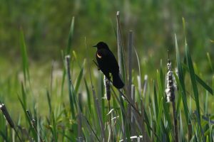 Red Winged Blackbird - Ridgefield NWR, WA