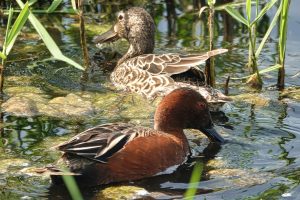 Cinnamon Teals - Baskett Slough NWR, OR