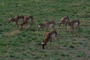 Pronghorn Antelope - Malheur NWR, Eastern OR