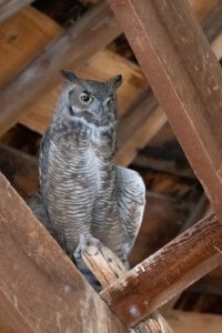 Great Horned Owl - Round Barn, near Malheur NWR, Eastern OR