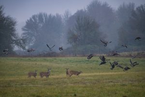 Deer and Geese - Ridgefield NWR, WA