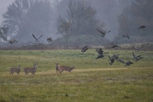 Deer and Geese - Ridgefield NWR, WA