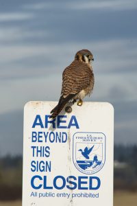 American Kestrel - Ridgefield NWR, WA