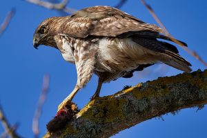Red Tailed Hawk and prey - Fern Hill Wetlands, OR