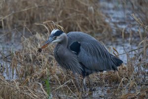 Blue Heron - Ridgefield NWR, WA