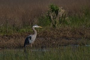 Blue heron - Ankeny NWR, OR