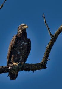 Immature Bald Eagle - Ankeny NWR,OR