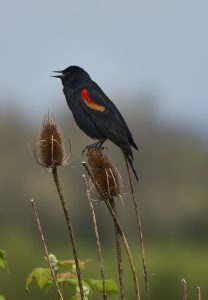 Red-Winged Blackbird - Ridgefield NWR, WA