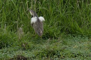 American Bittern in display plumage - Ridgefield NWR, WA