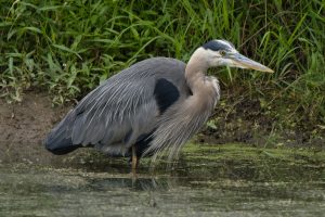 Blue Heron - Malheur NWR, Eastern OR