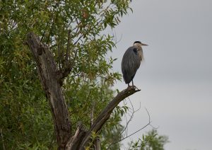Blue heron - Ridgefield NWR, WA