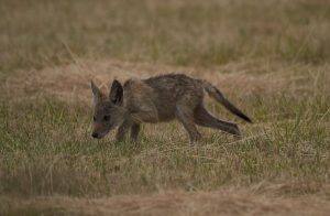 Coyote pup - Ridgefield NWR, WA