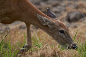 Doe - Ridgefield NWR, WA