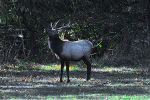 Elk - Jewell, OR