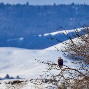Bald Eagle - The Dalles Dam, OR/WA