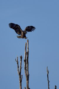 Immature Bald Eagle - The Dalles Dam, OR/WA